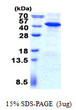 SDS-PAGE gel of recombinant human IMPAD1 protein under reducing conditions stained with Coomassie blue