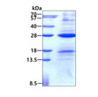 SDS-PAGE gel of recombinant human AICDA protein 3ug under reducing conditions Coomassie blue stain