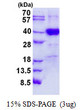 SDS-PAGE gel of recombinant human RNA polymerase III subunit RPC6 POLR3F protein under reducing conditions