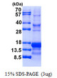 SDS-PAGE gel of recombinant human Inhibin A protein 3 µg under reducing conditions stained with Coomassie blue