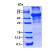 SDS-PAGE gel showing recombinant human LCAT protein 3µg under reducing conditions Coomassie blue stain