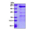 SDS-PAGE gel of recombinant human GALT protein 3µg under reducing conditions stained with Coomassie blue