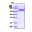 SDS-PAGE of recombinant human ALT2 GPT2 protein under reducing conditions with Coomassie blue stain