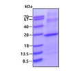 SDS-PAGE gel of recombinant human IMP3 protein 3 µg under reducing conditions Coomassie blue stain
