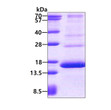 SDS-PAGE of recombinant human HBG2 protein 3µg under reducing conditions Coomassie blue stain