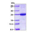 SDS-PAGE gel of recombinant human MIS12 protein 3µg under reducing conditions Coomassie stain