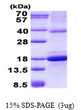 SDS-PAGE gel of recombinant human OCIL CLEC2D protein under reducing conditions with Coomassie blue stain