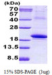SDS-PAGE gel showing recombinant human IL-18BP protein under reducing conditions stained with Coomassie blue