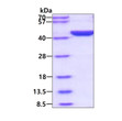 SDS-PAGE gel of recombinant human GOT2 protein under reducing conditions stained with Coomassie blue
