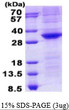 SDS-PAGE gel of recombinant human Oct-3 4 protein stained with Coomassie blue