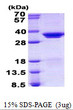 SDS-PAGE gel of recombinant human SFRS1 protein under reducing conditions stained with Coomassie blue