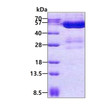 SDS-PAGE gel of recombinant human AMSH-LP protein under reducing conditions stained with Coomassie blue