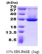 SDS-PAGE gel of recombinant human ADI1 protein under reducing conditions stained with Coomassie blue