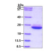 SDS-PAGE of recombinant human GRP LGALSL protein under reducing conditions