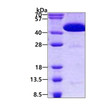SDS-PAGE gel of recombinant human CIAO1 protein under reducing conditions stained with Coomassie blue