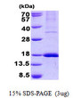 SDS-PAGE gel showing recombinant human GPR177 WLS protein under reducing conditions