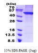 SDS-PAGE gel of recombinant human ARC protein 3µg under reducing conditions Coomassie blue stain