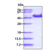 SDS-PAGE gel showing recombinant human YOD1 protein 3µg under reducing conditions with Coomassie blue stain
