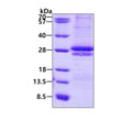 SDS-PAGE of recombinant human CRLF2 protein 3µg under reducing conditions Coomassie blue stain