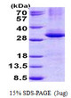 SDS-PAGE gel showing recombinant human CPSF4 protein under reducing conditions Coomassie blue stain