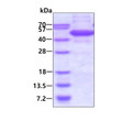 SDS-PAGE gel of recombinant human TDP2 protein 3µg under reducing conditions Coomassie blue stain