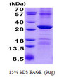 SDS-PAGE gel of recombinant human POP4 protein 3µg under reducing conditions with Coomassie blue stain