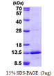 SDS-PAGE gel of recombinant human NDUFB4 protein under reducing conditions Coomassie blue stain