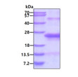 SDS-PAGE gel of recombinant human IGJ protein under reducing conditions Coomassie blue stain