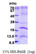 SDS-PAGE gel of recombinant human LAGE3 protein under reducing conditions