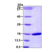 SDS-PAGE gel of recombinant human RBP2 protein under reducing conditions Coomassie blue stain