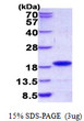 SDS-PAGE gel of recombinant human GIP protein 3 μg under reducing conditions stained with Coomassie blue