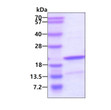 SDS-PAGE gel of recombinant human RPS13 protein 3µg under reducing conditions stained with Coomassie blue