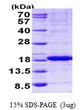 SDS-PAGE gel of recombinant human HINT2 protein stained with Coomassie blue