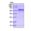 SDS-PAGE gel of recombinant human Arylsulfatase A ARSA protein 3 µg under reducing conditions Coomassie blue stain