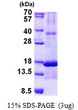 SDS-PAGE gel of recombinant human Chemerin protein STJP018198 under reducing conditions