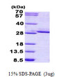 SDS-PAGE gel of recombinant human FGF-17 protein 3 μg under reducing conditions with Coomassie blue stain