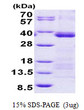 SDS-PAGE gel of recombinant human U2AF1 protein under reducing conditions stained with Coomassie blue