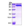 SDS-PAGE of recombinant human CDC123 protein 3µg under reducing conditions Coomassie blue stain