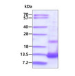 SDS-PAGE of recombinant human PF4 CXCL4 protein 3 μg under reducing conditions with Coomassie blue stain