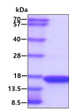 SDS-PAGE gel of recombinant human TOMM20 protein under reducing conditions stained with Coomassie blue