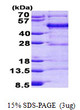 SDS-PAGE gel of recombinant human FBLIM1 protein 3µg under reducing conditions stained with Coomassie blue