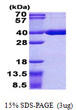 SDS-PAGE gel of recombinant human ACOT8 protein under reducing conditions Coomassie blue stain