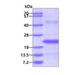 SDS-PAGE of recombinant human MED21 protein under reducing conditions stained with Coomassie blue