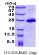 SDS-PAGE gel of recombinant human COMMD7 protein under reducing conditions stained with Coomassie blue