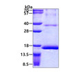 SDS-PAGE gel showing recombinant human RPS12 protein 3µg under reducing conditions stained with Coomassie blue