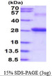 SDS-PAGE gel of recombinant human CEACAM7 CEA protein under reducing conditions