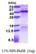 SDS-PAGE gel of recombinant human FSBP protein under reducing conditions stained with Coomassie blue