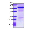 SDS-PAGE gel showing 3µg recombinant human IL-13R alpha 2 protein under reducing conditions Coomassie blue stain
