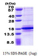 SDS-PAGE gel showing recombinant human C1D protein 3ug under reducing conditions with Coomassie blue stain