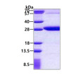 SDS-PAGE gel of recombinant human REXO2 protein under reducing conditions Coomassie blue stain
